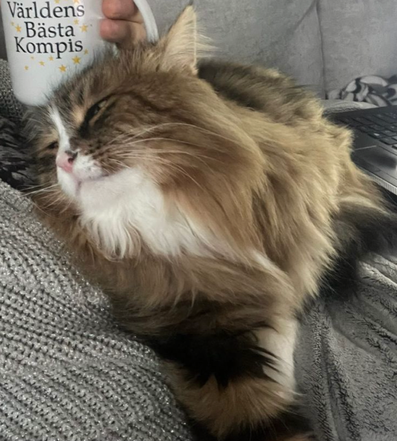 Sibiririsk katt Umbriel